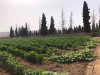 Vente Terrain Agricole Tlemcen Remchi