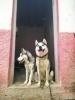 Chien husky couple