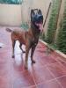 Vends malinois 4 ans