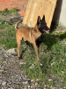 Malinois 