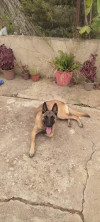 Malinois femelle 5 mois