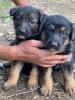 Chiots berger allemand 