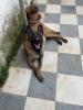 Malinois pure race