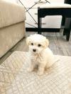 caniche bichon