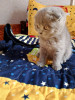 Chaton scottish fold pure race