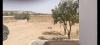 Vente Terrain Agricole Sidi bel abbes Sfissef