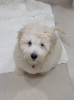 Caniche bichon Maltais de race pure 