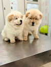 Chiots Chow chow