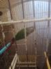 Vente perruches  conure 