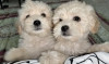 Caniche bichon havanais nain pure race 