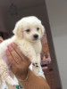 Caniche bichon maltais nain pure race 