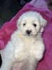 Caniche bichon maltais pure race