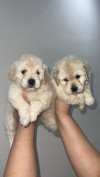 Caniche bichon maltais nains pure race 