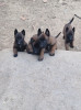 Chiot malinois femelle 