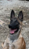 Chien de race malinois masque noir