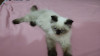 Chat ragdoll femelle 