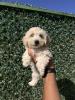 Chiot caniche bichon havanais 