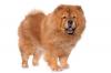 chow chow pour le couplage