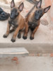 Chiots belge malinois classique 