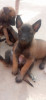 Chiots Belge malinois 