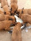 Chiots belge malinois 