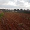 Vente Terrain Agricole Djelfa Ain oussara