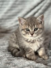 Chatons british shorthair 