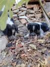 Chien de chasse espagnol bleue de Picardie 