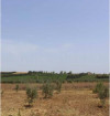 Vente Terrain Agricole Oran Arzew