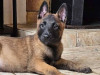 Chiots Malinois 