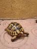 Tortue de race propre 