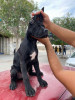 Cane corso 