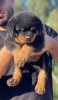 Rottweiler serbie