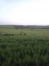 Vente Terrain Bouira Oued el berdi