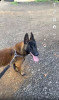 Chien malinois mâle 2 ans