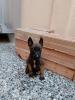 Chien malinois charbouni 29jr 