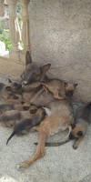 Vente chiens malinois 