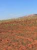 Vente Terrain Agricole Oran Sidi benyebka