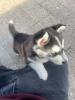 Husky 40 jours femmal 