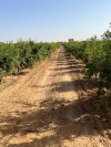 Vente Terrain Agricole Sidi Bel Abbès Ain el berd