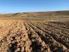 Vente Terrain Agricole Tiaret Rechaiga sebaine