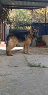 Chien berger allmend 14 mois 0777074119