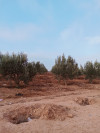 Vente Terrain Sidi Bel Abbès Sidi bel abbes