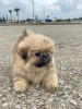 Chiots pekinois 