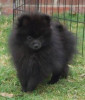 Chiot Spitz nain pomeranian 