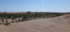 Vente Terrain Agricole Biskra Oumache