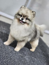 Spitz pomeranian