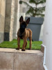 Malinois pur ras toop