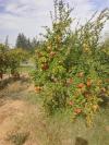 Vente Terrain Agricole Djelfa Bouira lahdab