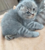 Chat scottish fold